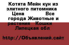 Котята Мейн-кун из элитного питомника › Цена ­ 20 000 - Все города Животные и растения » Кошки   . Липецкая обл.